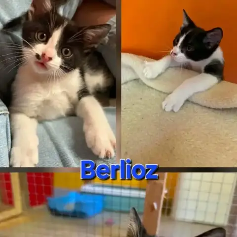 Berlioz