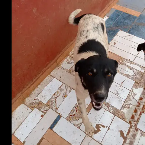 Lulu