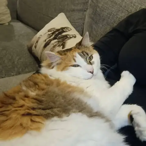 Phoebe photo 3