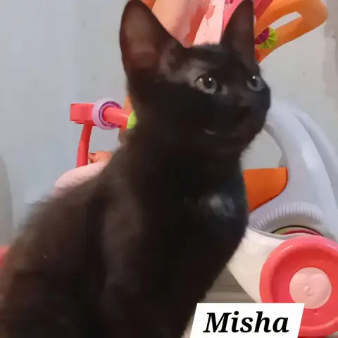Misha