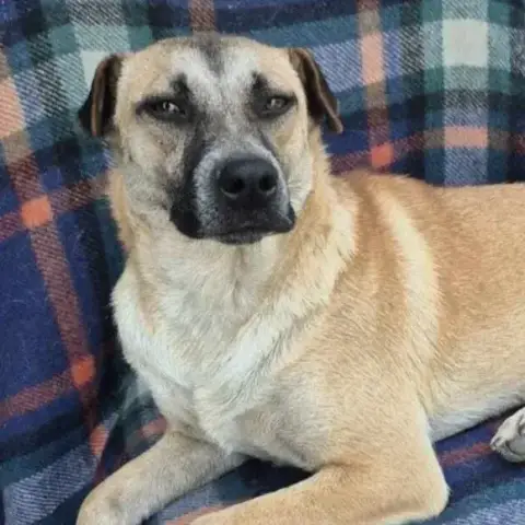 Diva