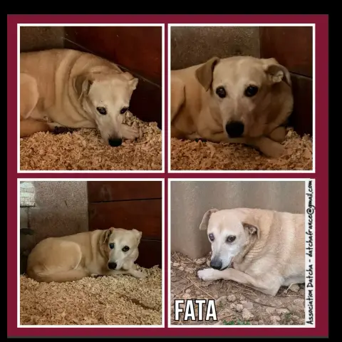Fata