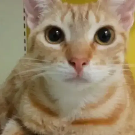 ✨️ Dory ✨️ 🐱
