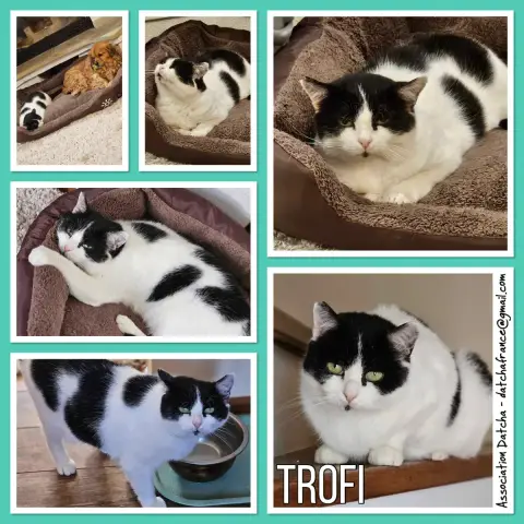Trofi