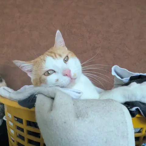 Diego