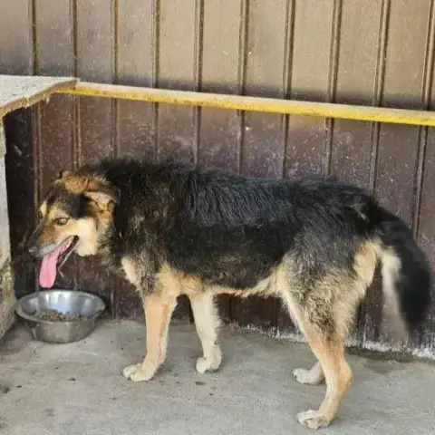 Wolf photo 2