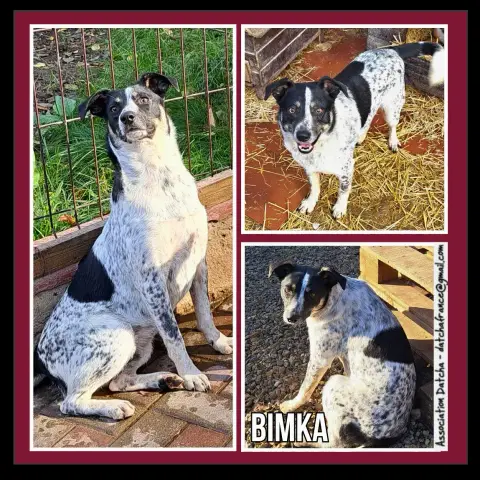 Bimka