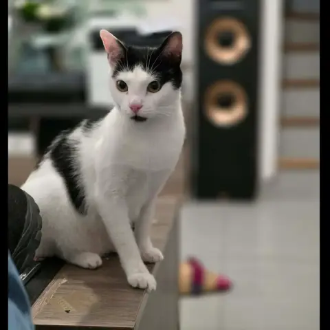 Mimi