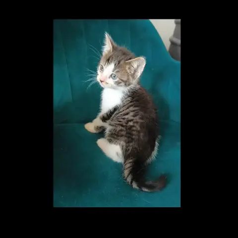 Baxter