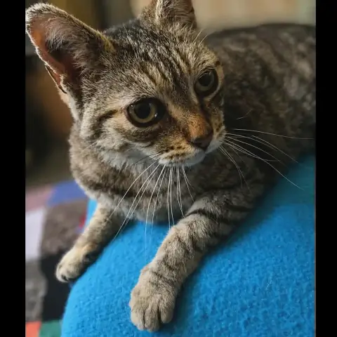Ninou