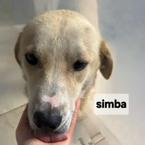 Simba photo 3
