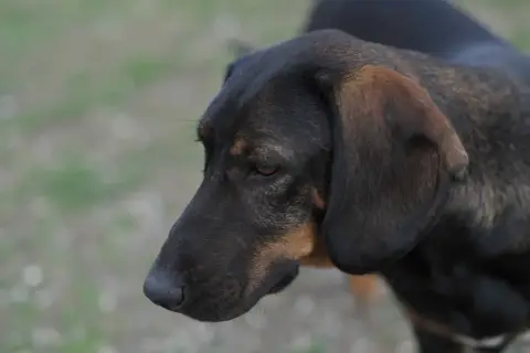 Réva