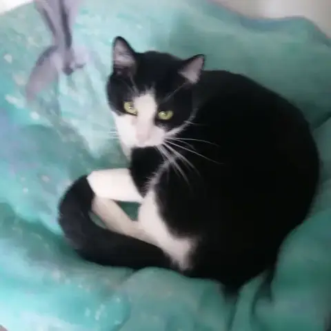 Domino photo 3