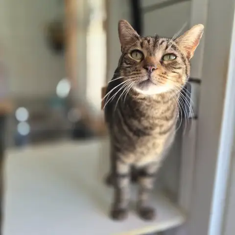 Tigrou