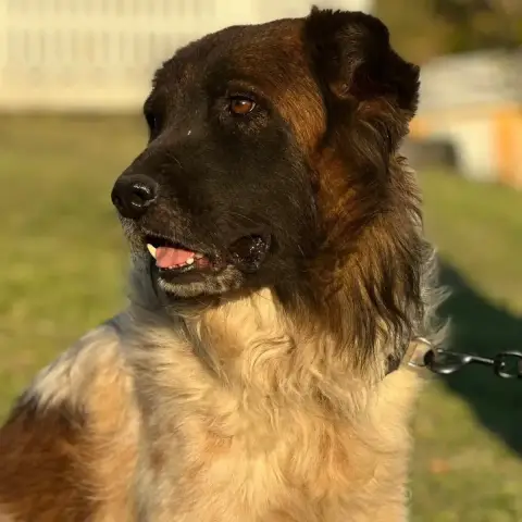 Nounours