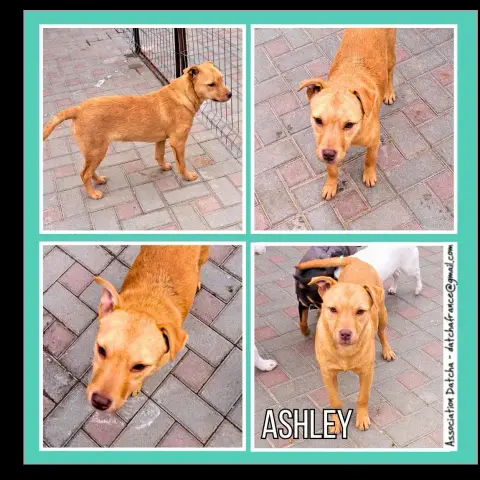 Ashley