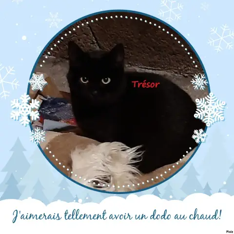 Trésor Et Roméo photo 2