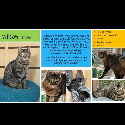 Wilson