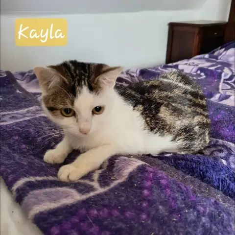 Kayla