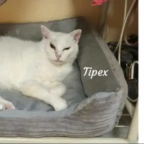 Tipex photo 3