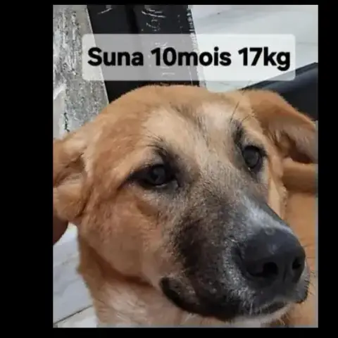 Suna
