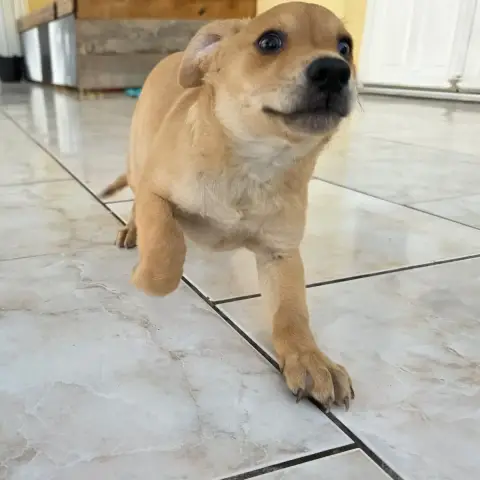 Bilbo
