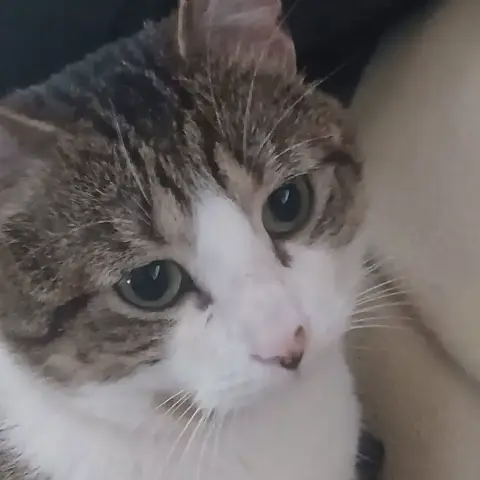 Kaiser