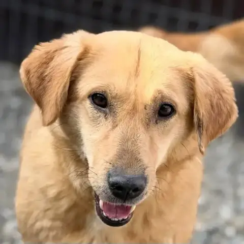 Praline