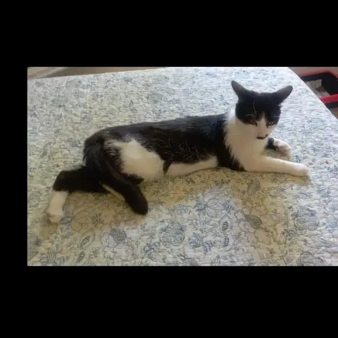 César photo 3