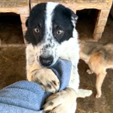 Pongo