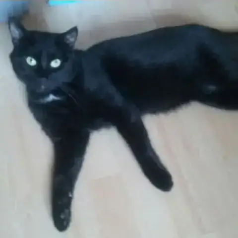 Phileas