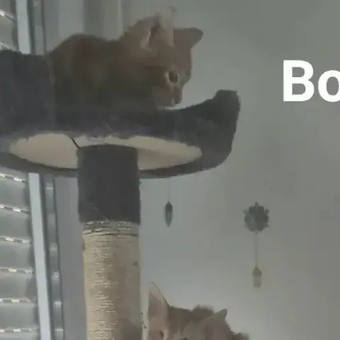 Bokit photo 3