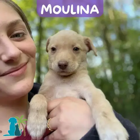 Moulina