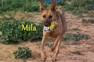 Mila
