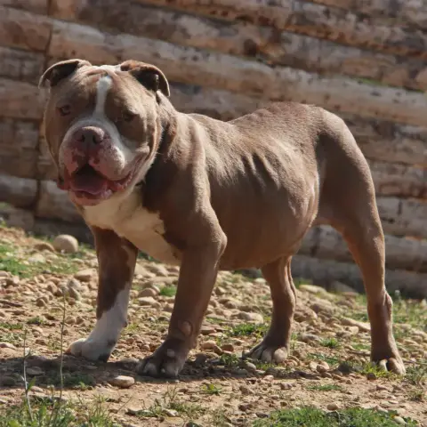 Poumba