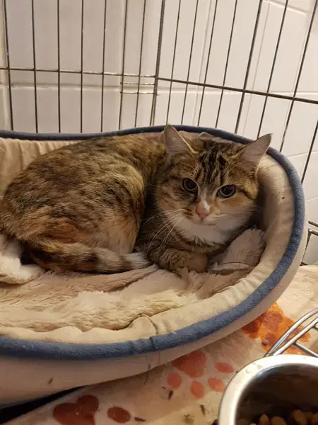 Léona