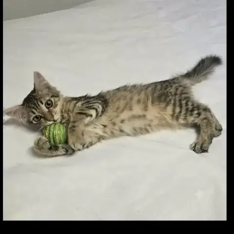 Mochi photo 2