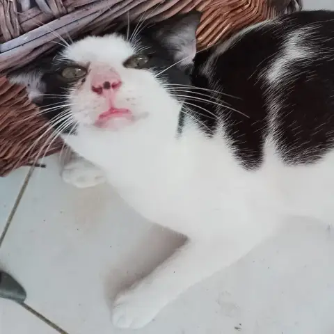 Cumulus