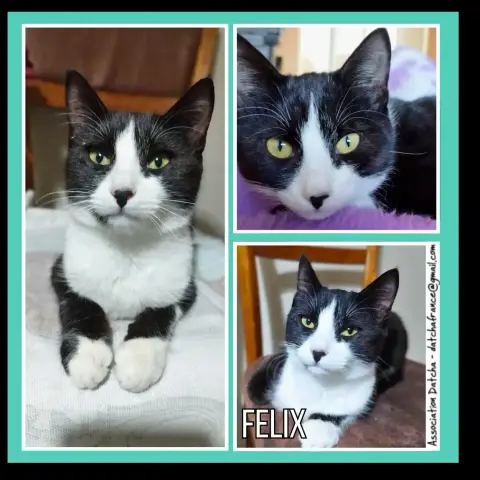 Felix