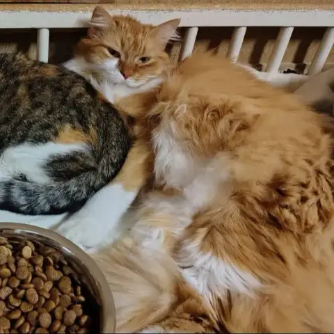 Oswaldo Et Missy