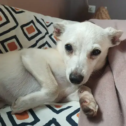 Khala