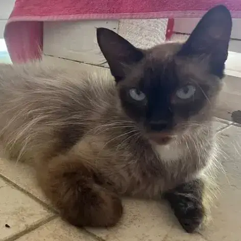 ✨️ Maha ✨️ 🐱 photo 2