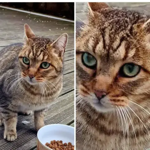 Monsieur