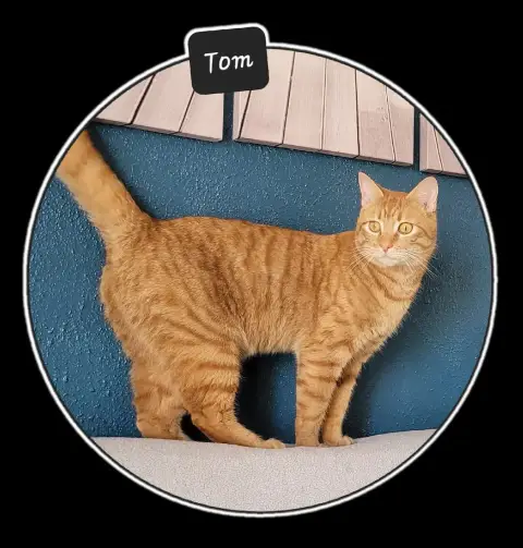 Tom photo 3