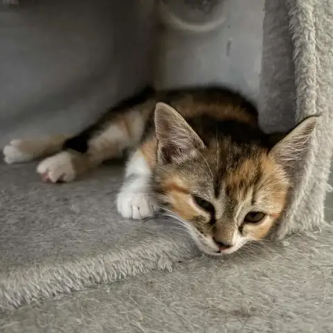Petit Chatonne