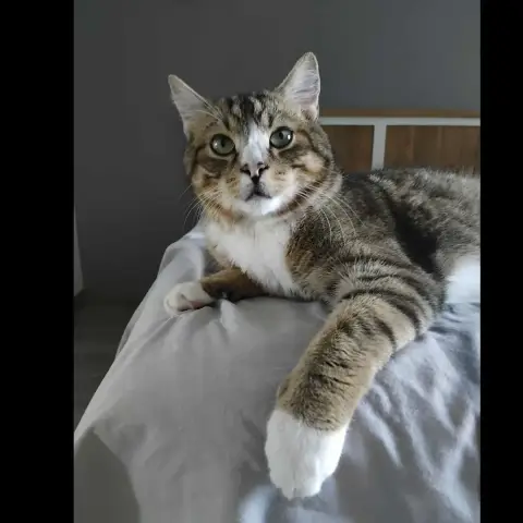 Sylvestre