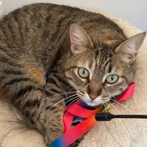 Nala photo 2
