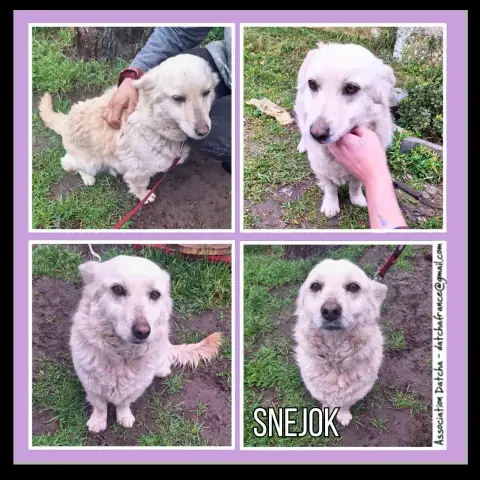 Snejok