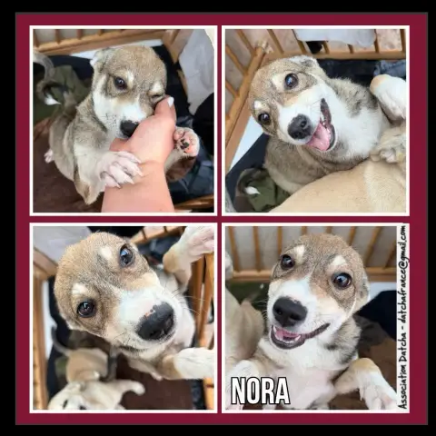 Nora