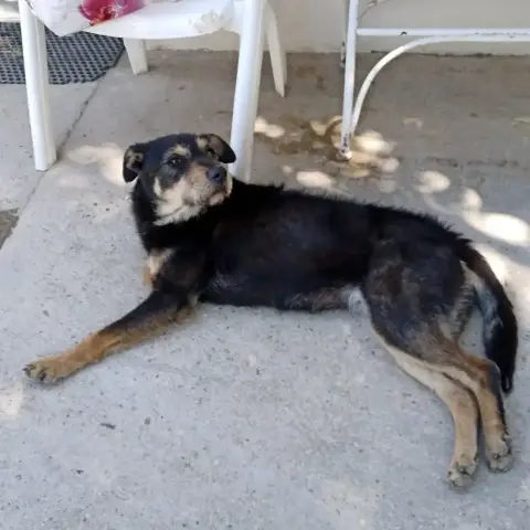 Bella